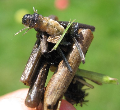 Du betrachtest gerade Biologische Experimente